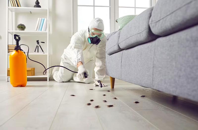 NUISIBLE KO 91 intervient dans l’Essonne (91) et les alentours pour vos besoins en désinsectisation de punaises de lit : traitement à la vapeur et insecticide. Traitement des blattes et cafards : germanique, orientale, américaine ou rayé. Traitement par gel anti cafar, piège à phéromones et insecticide à nébuleuse. Dératisation: rat norvégien ou noir, souris. Utilisation de couloir de piégeage et de poste d’appâtage. Destruction des nids de frelons et guêpes ( frelon asiatique et européen ). Utilisation d’insecticide et de poudreuse. Nous sommes expert local dans l’élimination de nuisibles dans l’Essonne (91). Nuisible ko 91