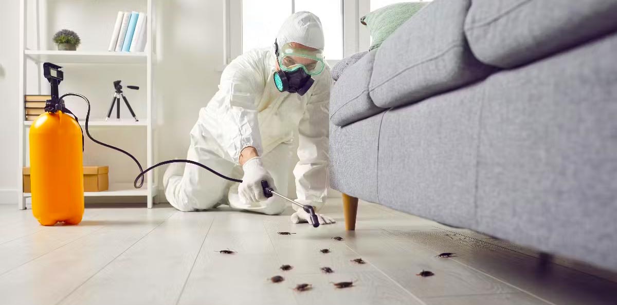NUISIBLE KO 91 intervient dans l’Essonne (91) et les alentours pour vos besoins en désinsectisation de punaises de lit : traitement à la vapeur et insecticide. Traitement des blattes et cafards : germanique, orientale, américaine ou rayé. Traitement par gel anti cafar, piège à phéromones et insecticide à nébuleuse. Dératisation: rat norvégien ou noir, souris. Utilisation de couloir de piégeage et de poste d’appâtage. Destruction des nids de frelons et guêpes ( frelon asiatique et européen ). Utilisation d’insecticide et de poudreuse. Nous sommes expert local dans l’élimination de nuisibles dans l’Essonne (91). Nuisible ko 91