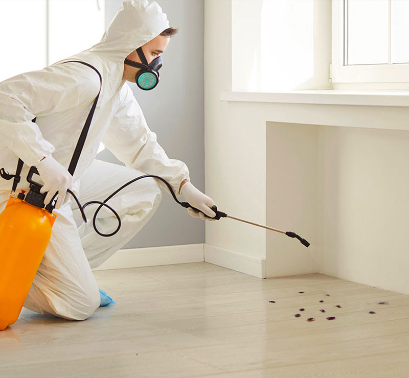 NUISIBLE KO 91 intervient dans l’Essonne (91) et les alentours pour vos besoins en désinsectisation de punaises de lit : traitement à la vapeur et insecticide. Traitement des blattes et cafards : germanique, orientale, américaine ou rayé. Traitement par gel anti cafar, piège à phéromones et insecticide à nébuleuse. Dératisation: rat norvégien ou noir, souris. Utilisation de couloir de piégeage et de poste d’appâtage. Destruction des nids de frelons et guêpes ( frelon asiatique et européen ). Utilisation d’insecticide et de poudreuse. Nous sommes expert local dans l’élimination de nuisibles dans l’Essonne (91). Nuisible ko 91